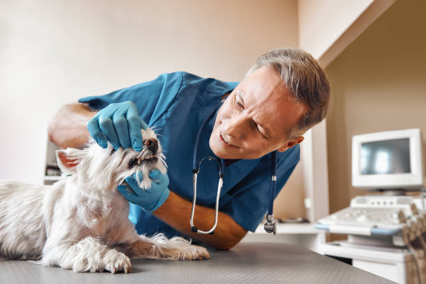 Best 24-Hour Emergency Dentist in Bangs, TX